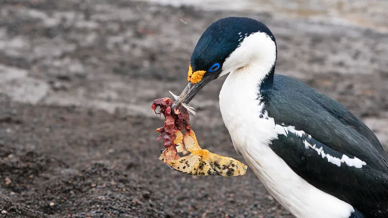 Antarctic Shag
