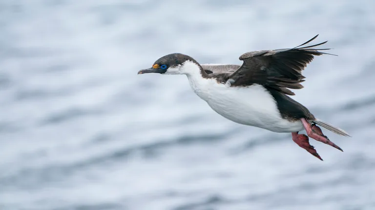 Antarctic Shag