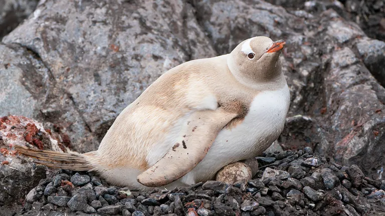 Gentoo Penguin, Isabelline form