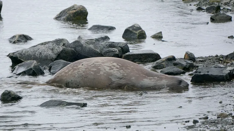 Weddell Seal