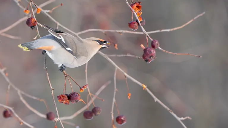 Bohemian Waxwing