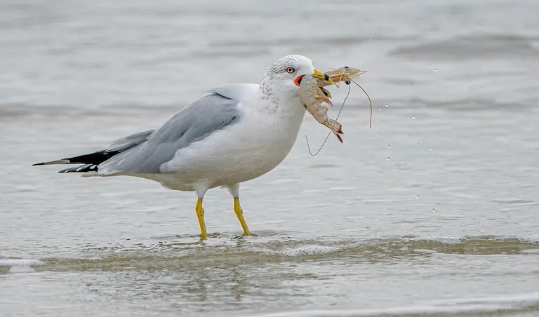 Ring-billed Gull