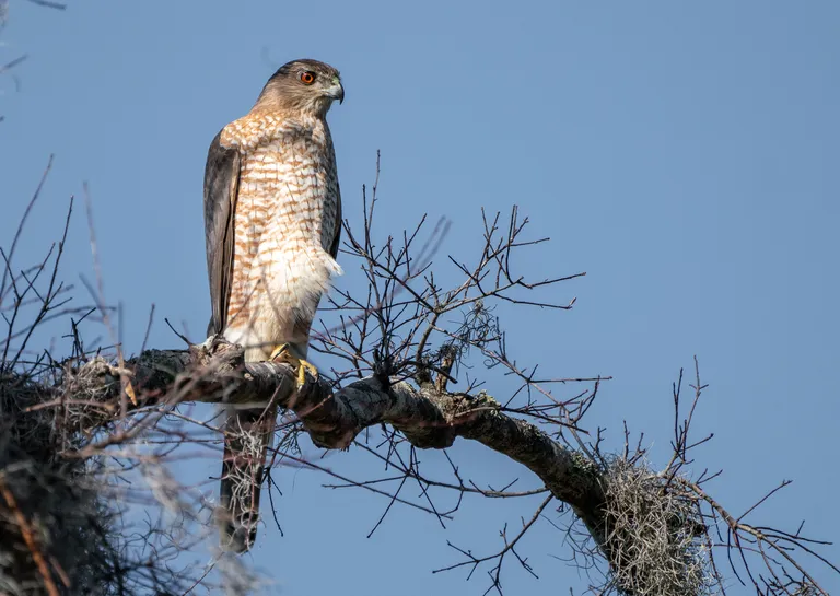 Cooper's Hawk