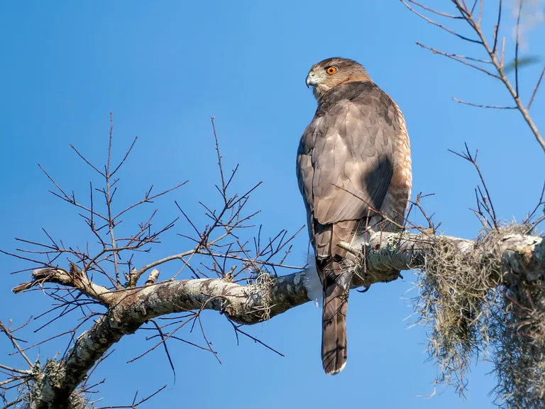 Cooper's Hawk