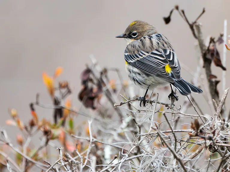Yellow-rumped Warbler