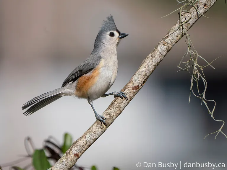 Tufted Titmouse