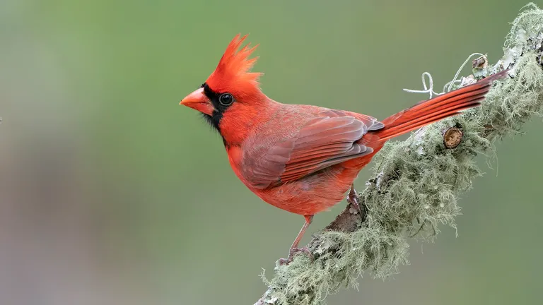 Northern Cardinal, male