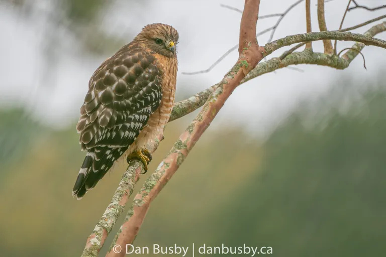 Red-shouldered Hawk