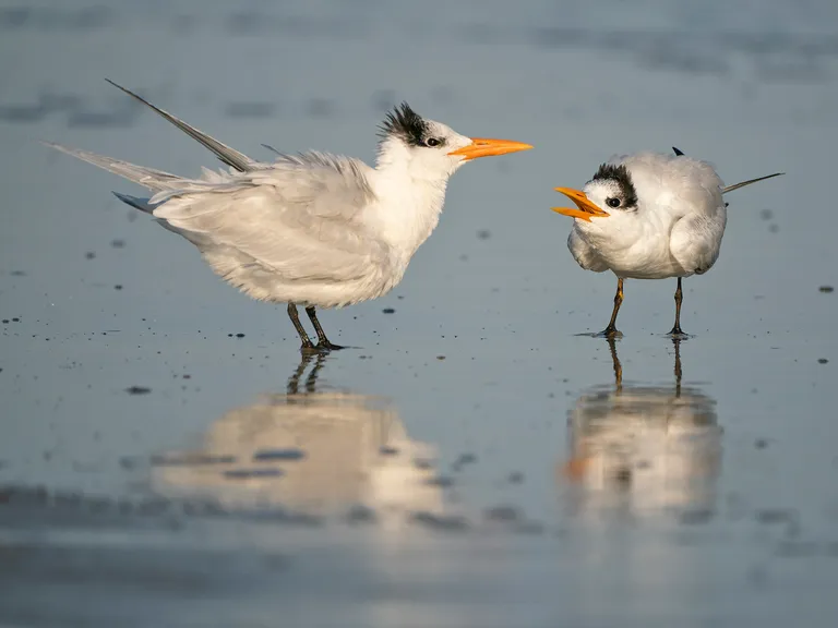 Royal Tern