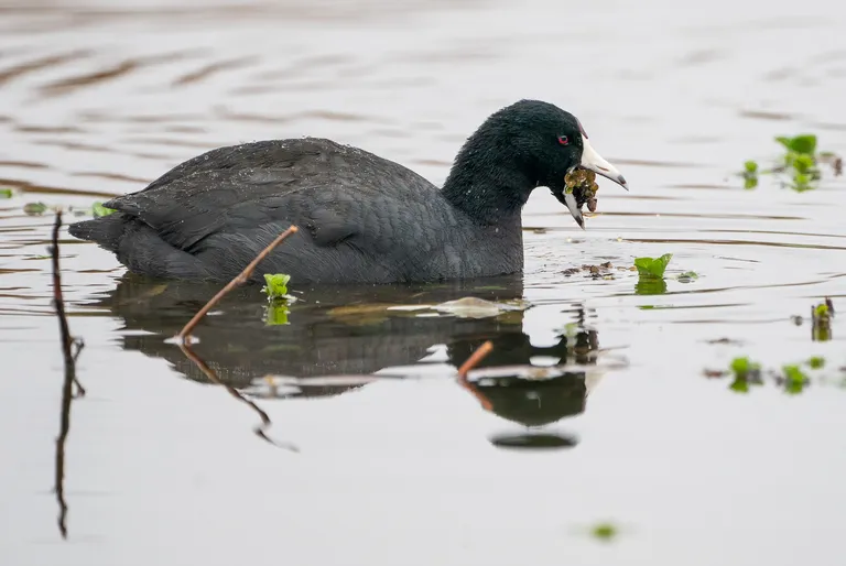 American Coot