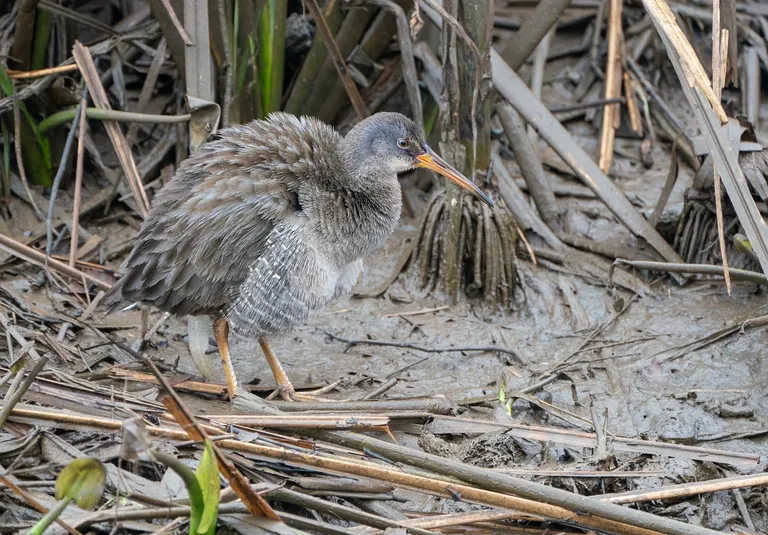 Clapper Rail