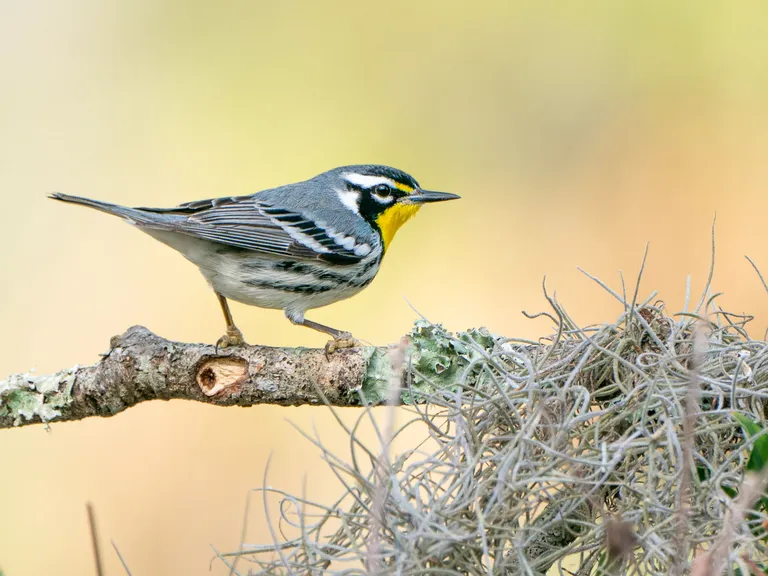Yellow-throated Warbler