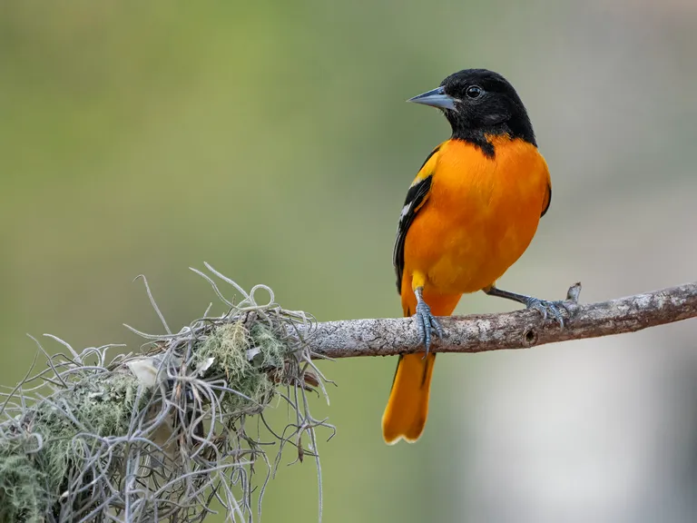 Baltimore Oriole, male