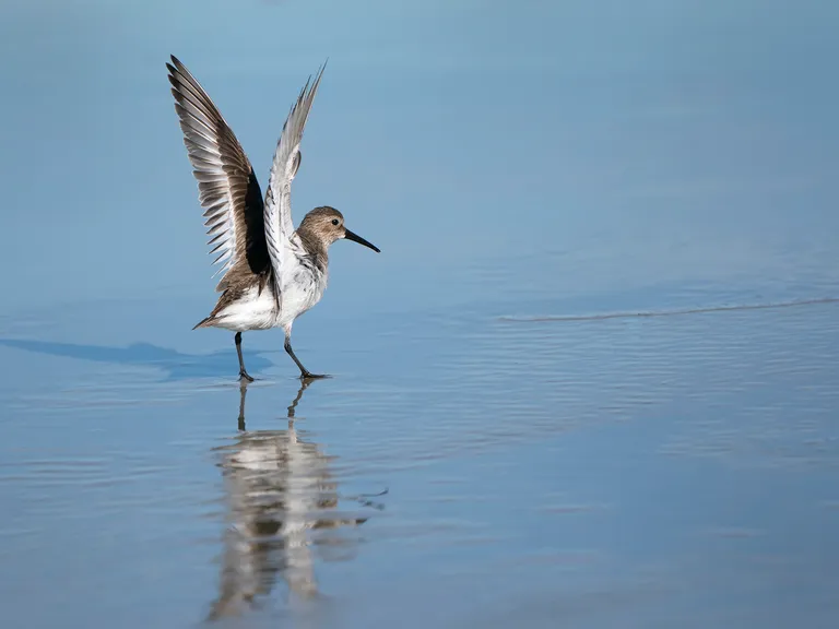 Dunlin