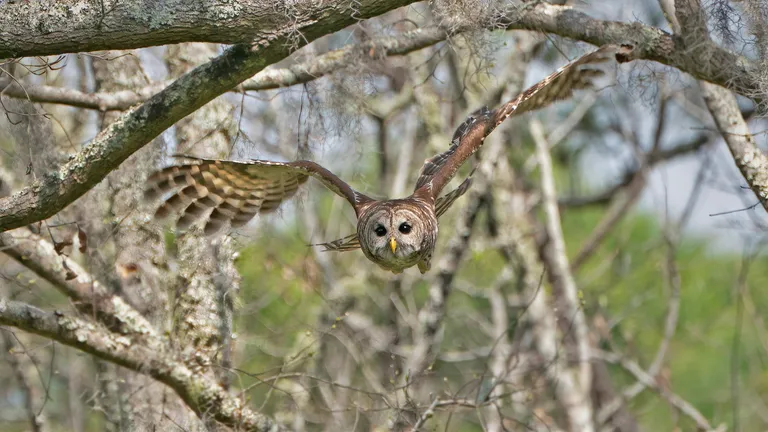 Barred Owl