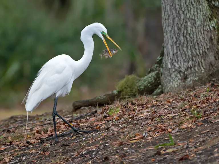 Great Egret