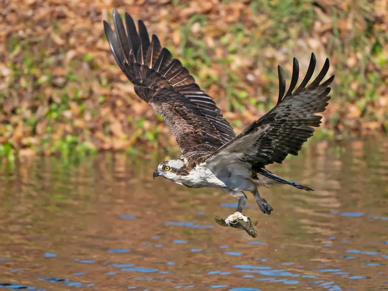 Osprey