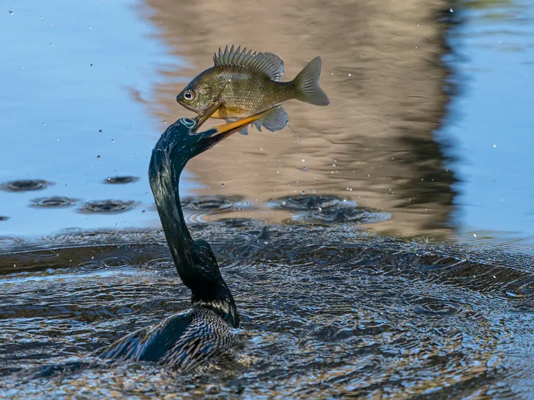 Anhinga