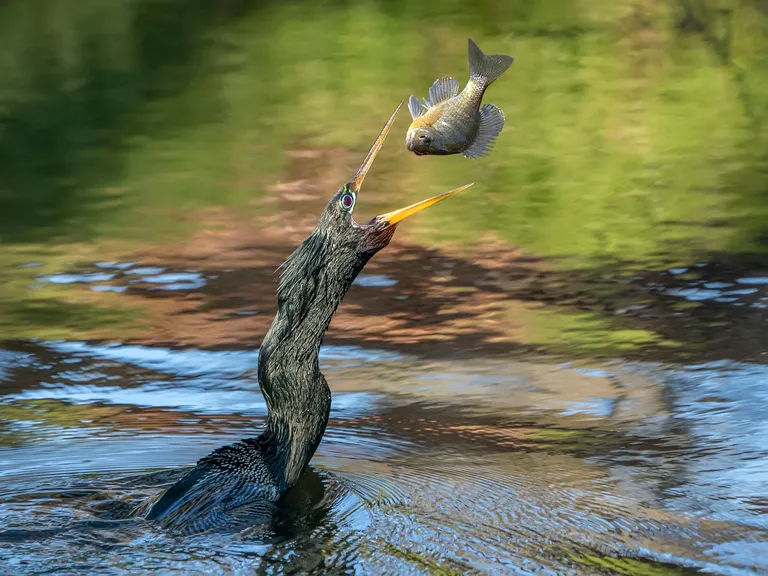 Anhinga