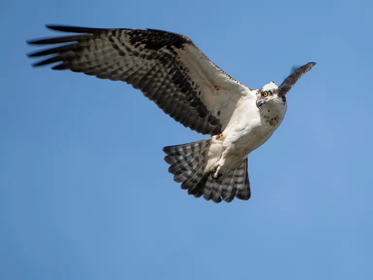 Osprey