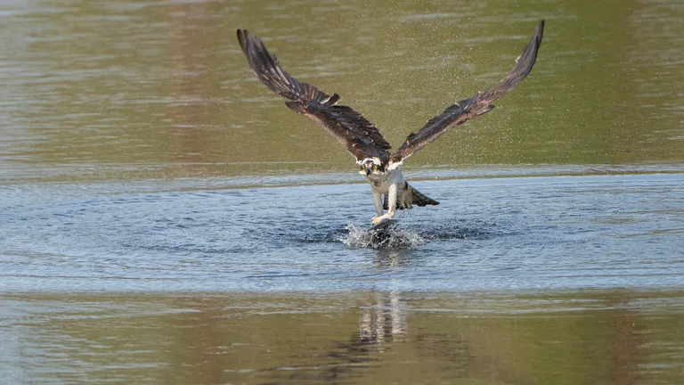 Osprey