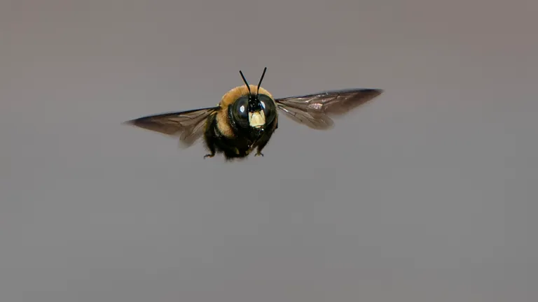 Bee in Flight