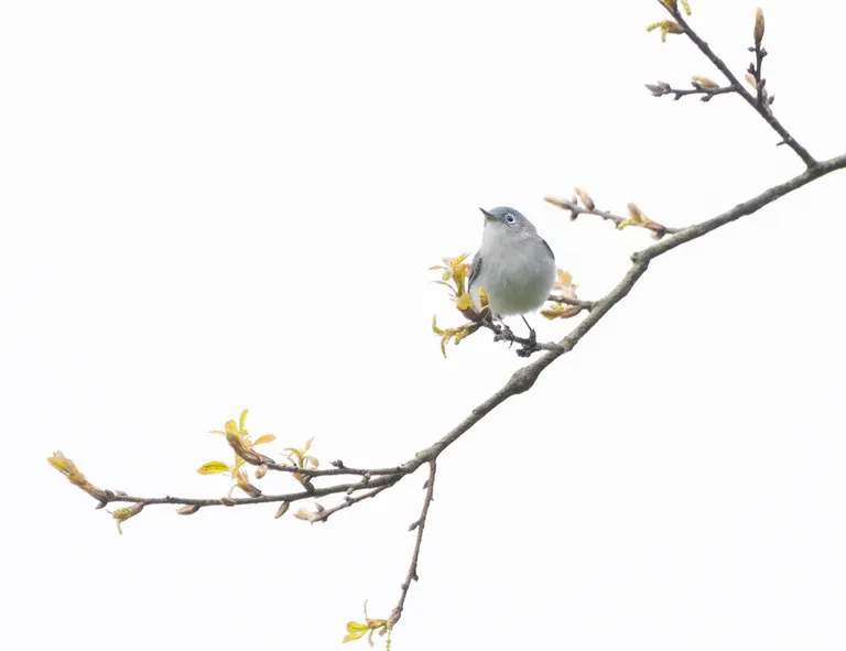 Bue-gray Gnatcatcher