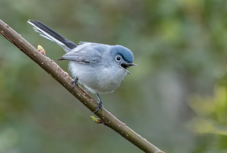 Blue-gray Gnatcatcher