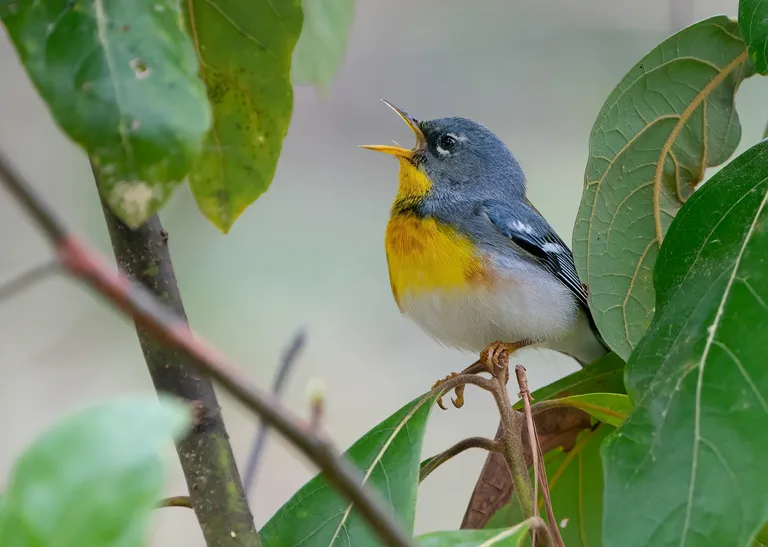 Northern Parula