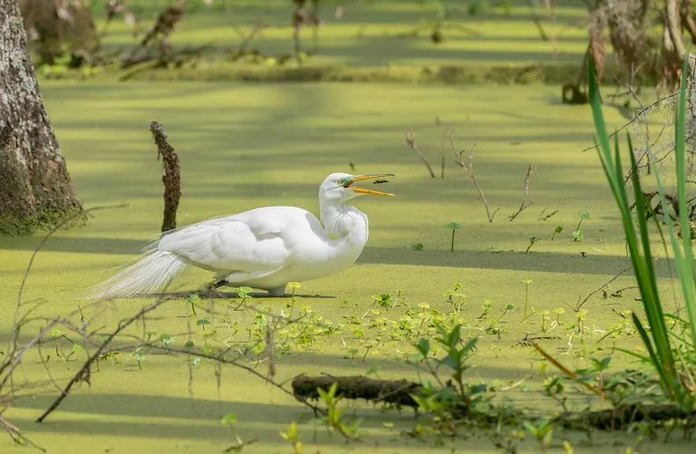 Great Egret