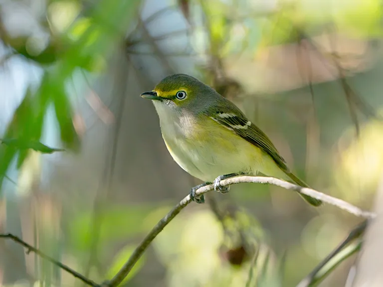White-eyed Vireo