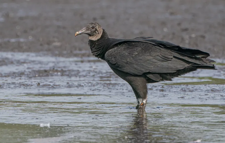 Black Vulture