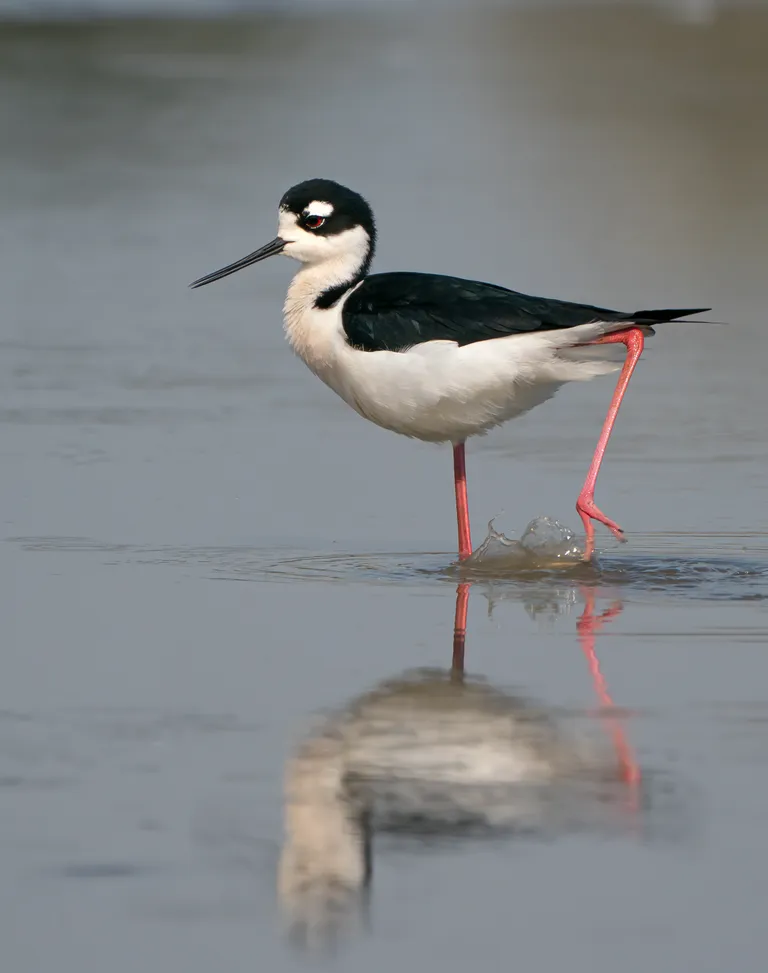 Black-necked Stilt