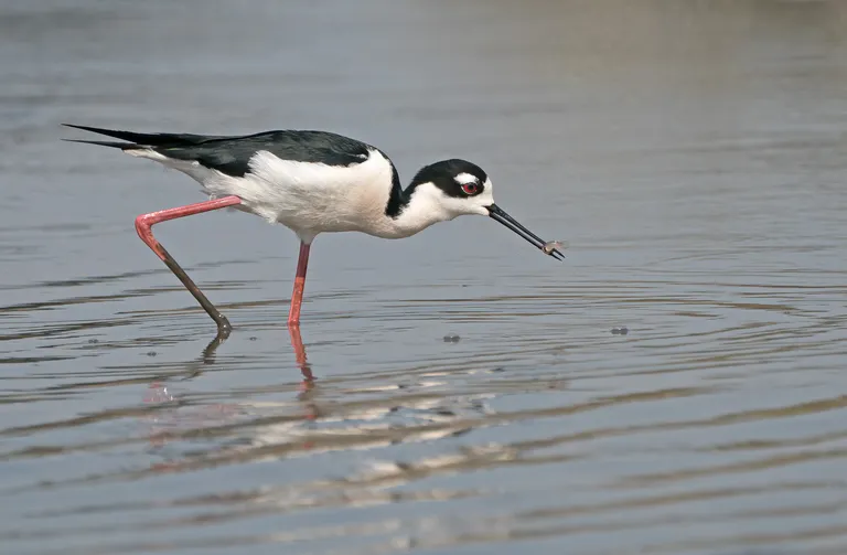 Black-necked Stilt