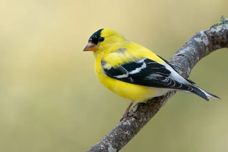 American Goldfinch