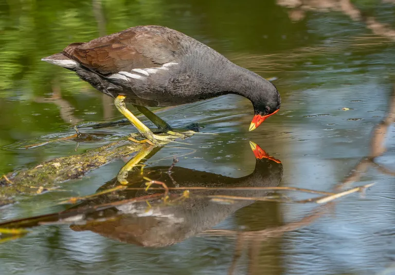 Common Gallinule / Common Moorhen