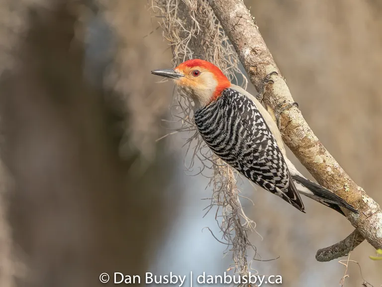 Red-bellied Woodpecker