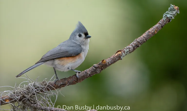 Tufted Titmouse
