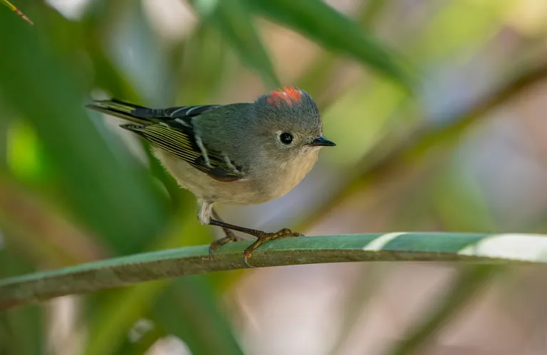 Ruby-crowned Kinglet