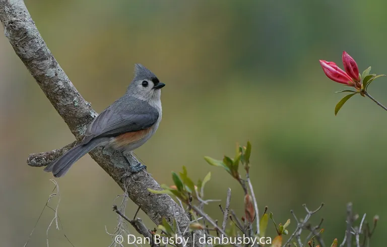 Tufted Titmouse