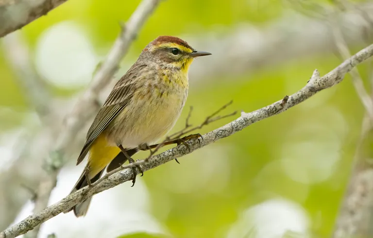 Palm Warbler