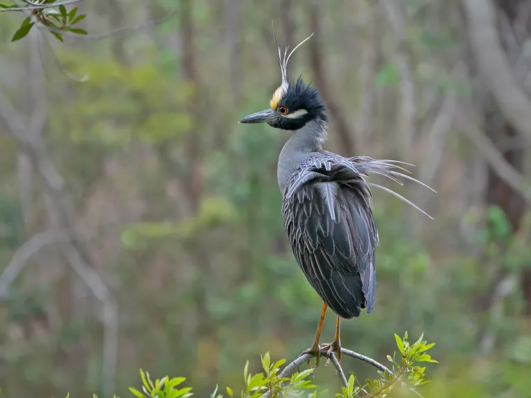Yellow-crowned Night-Heron