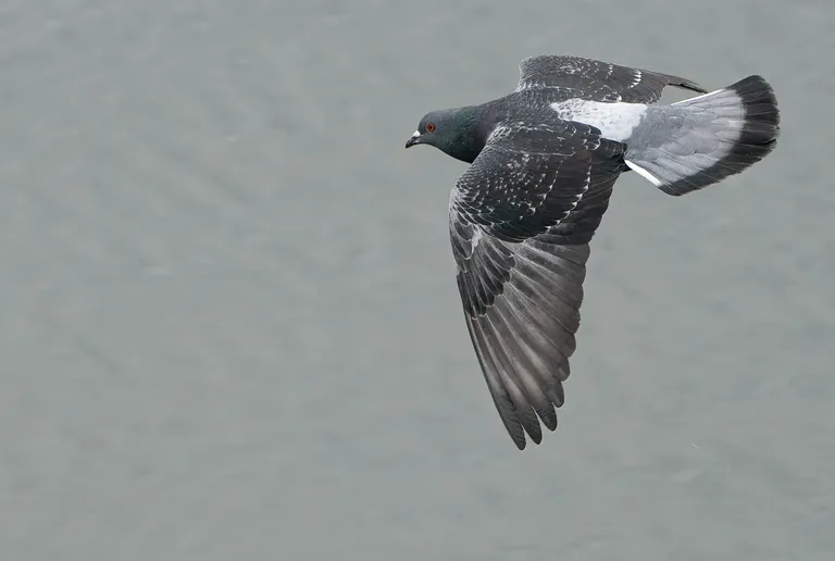 Rock Pigeon