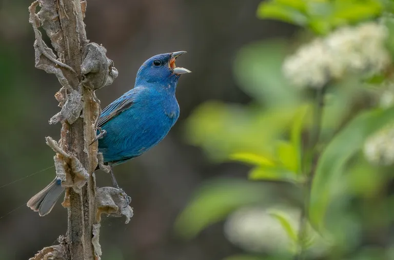 Indigo Bunting, male