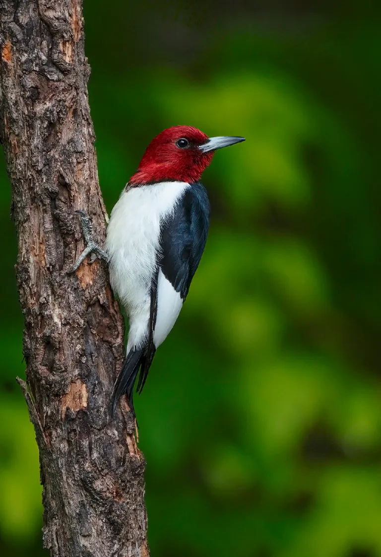 Red-headed Woodpecker