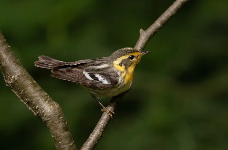Blackburnian Warbler, female