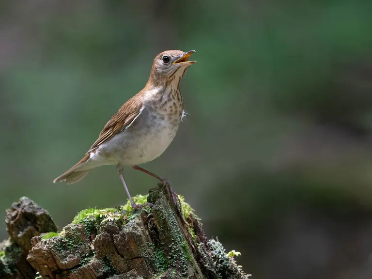 Veery