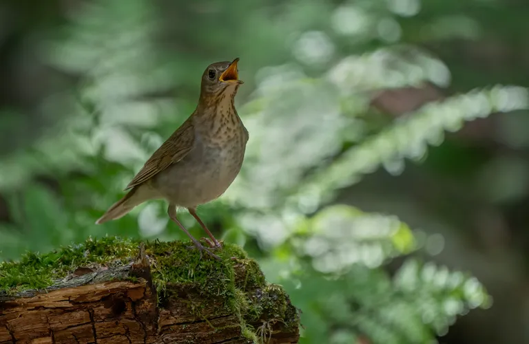Veery