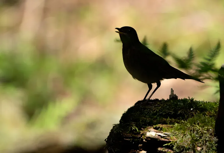 Veery