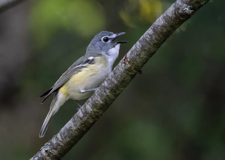 Blue-headed Vireo